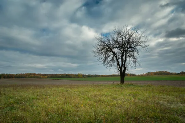 Árbol solitario sin hojas y cielo nublado — Foto de Stock