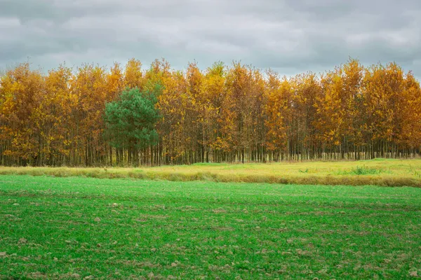 Une bande de terres agricoles, des arbres d'automne et un vert — Photo