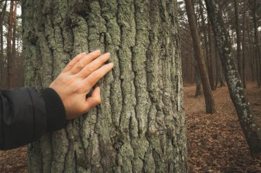 Bir insan eli bulutlu bir günde kalın bir ağacın gövdesine dokunuyor.