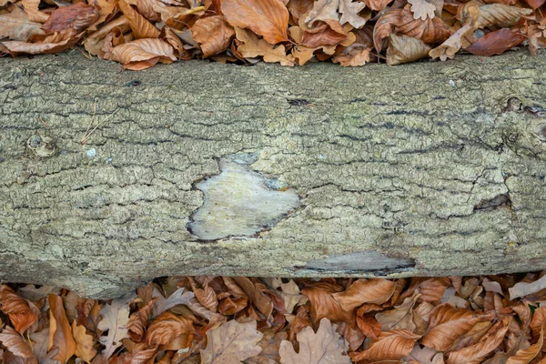 Un viejo tronco de árbol entre las hojas — Foto de Stock