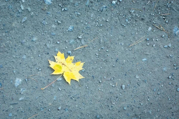Gelbes Ahornblatt auf dem Boden liegend — Stockfoto