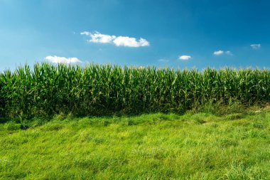 Bir mısır tarlasının yanındaki yeşil çayır ve mavi gökyüzü, yaz manzarası.
