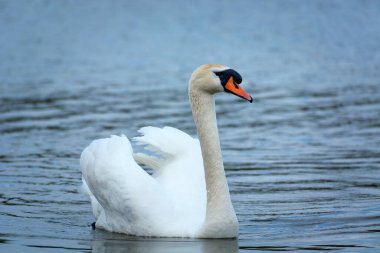 Suda yüzen beyaz bir kuğu, Stankow, Polonya