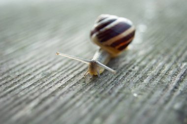 Tahtadaki salyangoz, sığ alan derinliği, yaklaş.