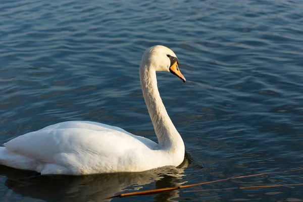 Cisne Mudo Branco Nadando Água Azul Stankow Polônia — Fotografia de Stock