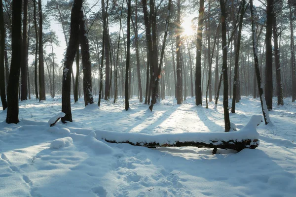 Eblouissement Soleil Dans Forêt Hiver Chelm Lubelskie Pologne — Photo