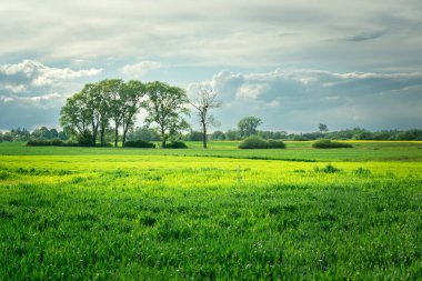 Ufukta yeşil alanlar ve ağaçlar, Czulczyce, Polonya