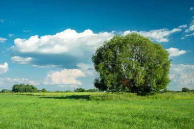Yeşil çayır ve mavi gökyüzünde büyük bir ağaç, Nowiny, Polonya