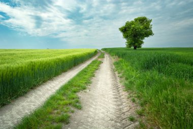 Tarlaların arasındaki yolda yalnız bir ağaç Staw, Lubelskie, Polonya