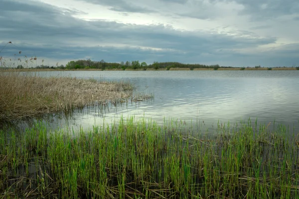 湖の岸に緑の葦 スタンコウ ポーランド — ストック写真