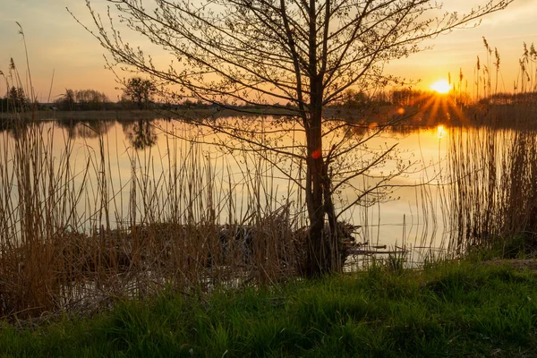 Pôr Sol Árvore Margem Lago Stankow Polônia — Fotografia de Stock