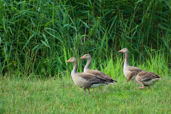 Gansos Cinzentos Prado Verde Juncos Stankow Polônia — Fotografia de Stock