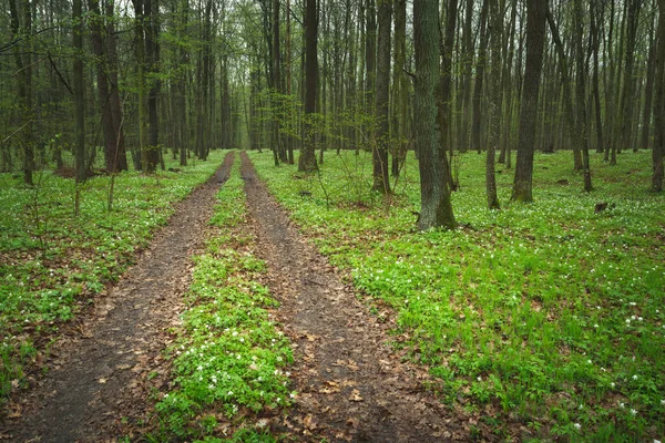Grusväg Genom Vårskogen Östra Polen — Stockfoto