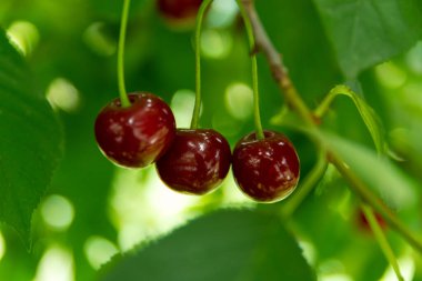 Olgun kirazlar yeşil ağaçtan sarkan