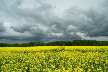 Çiçek açan bir tecavüz sahasının üzerinde kara bulutlu bir gökyüzü