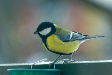 One tit bird next to the feed container, winter view