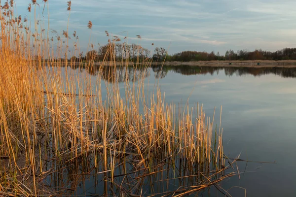 湖の岸に葦 スタンコウ ポーランド — ストック写真