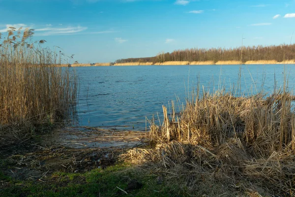 湖岸の干ばつ葦 春景色 ポーランド スタンコウ — ストック写真