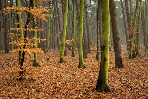 Jesienny Las Zielonymi Pniami Opadłymi Liśćmi Chełm Polska — Zdjęcie stockowe