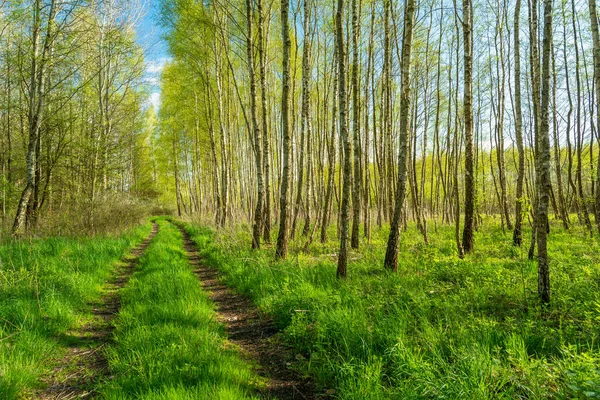 Dirt Road Spring Birch Forest Zarzecze Poland — Stockfoto