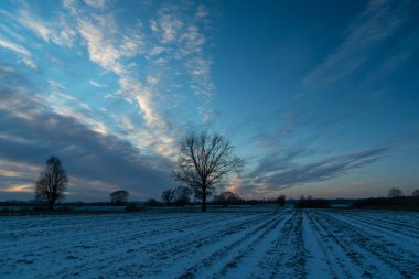 Snow on the field and trees, view with clouds after sunset, Nowiny, Poland