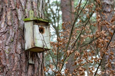 Wooden box for birds on a tree