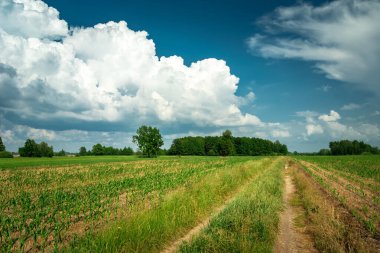 Dirt road through the fields and white cloud on the sky