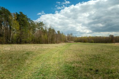 Path through meadow, forest and cloud on the sky, spring view