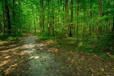 A path through a sunny spring green forest