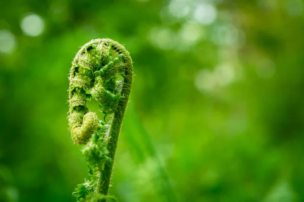 New Young Leaf Green Fern Close — Fotografia de Stock