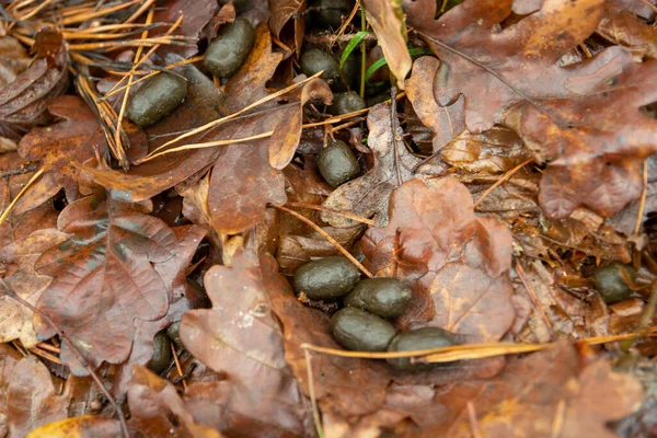 Deer droppings on the ground in the forest — Foto de Stock