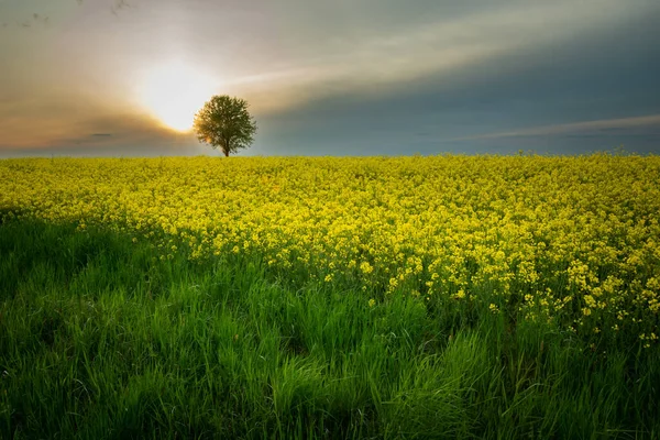 Puesta de sol y un árbol solitario creciendo en un campo de violación — Foto de Stock