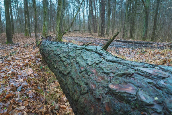A lying tree in the autumn forest — стоковое фото