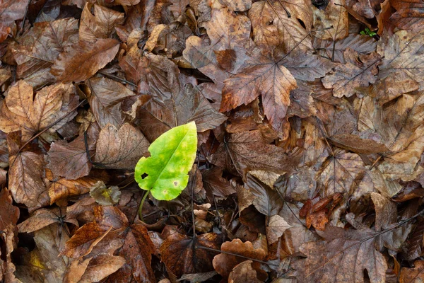 A green plant among the brown autumn leaves — Stockfoto