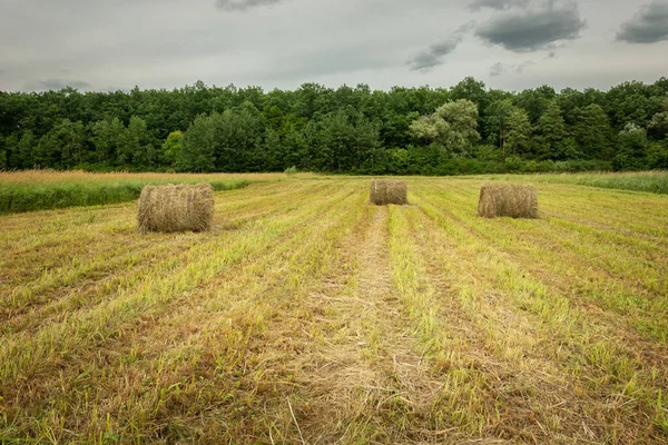 Hay bales in a stubble, forest and cloudy sky — ストック写真