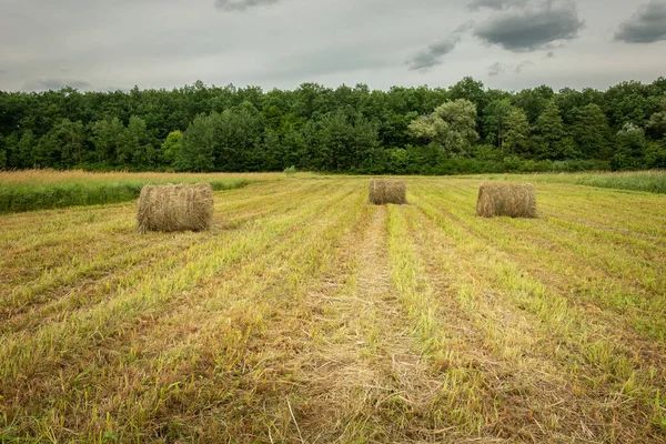 Hay bales in a stubble, forest and cloudy sky — 图库照片