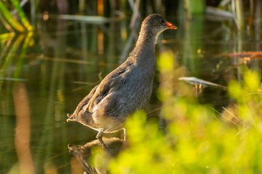 Suda duran Gallinula kloropus kuşu, Stankow, Polonya