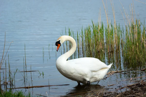 Cisne Branco Margem Lago Dia Primavera — Fotografia de Stock