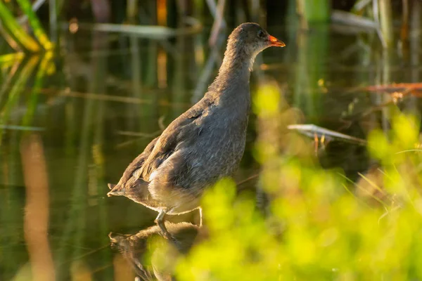 Gallinula Chloropus Bird Standing Water Stankow Lengyelország — Stock Fotó