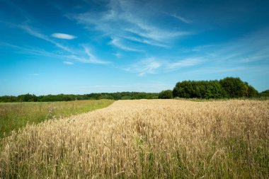 Tahıl tarlası, yeşil ağaçlar ve mavi gökyüzü, yaz kırsal manzarası