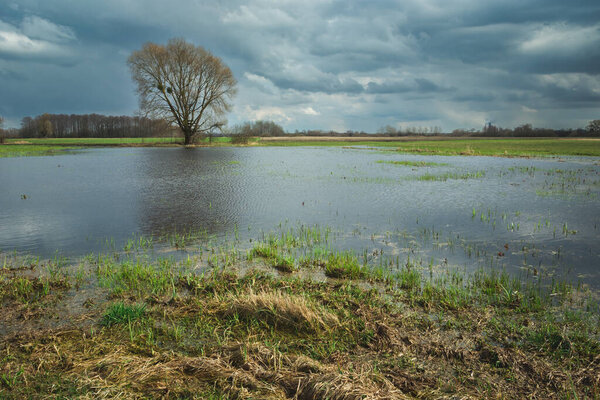 Flooded meadow and a tree on the horizon, cloudy day