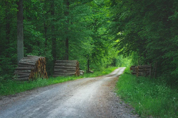Гравийная Дорога Через Зеленый Лес Весенний День — стоковое фото