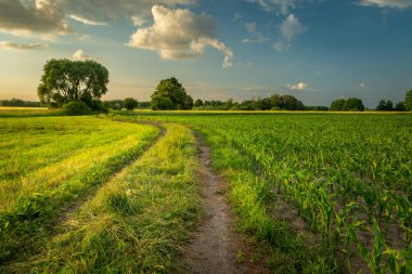 Genç mısır tarlasının yanındaki toprak yolda, bahar manzaralı.