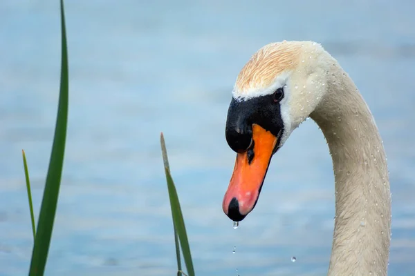 Neck Head White Mute Swan Spring Day — Stock Photo, Image