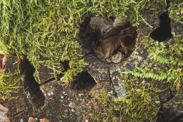 Agujeros Tronco Del Árbol Musgo Verde Cerca — Foto de Stock