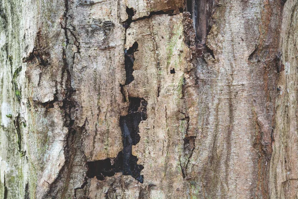 Vieja corteza agrietada de un tronco de árbol — Foto de Stock