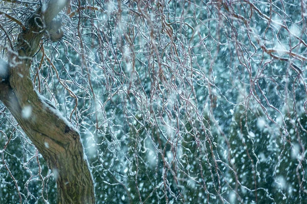 Starker Schneefall und babylonische Weidenzweige, Wintertag — Stockfoto