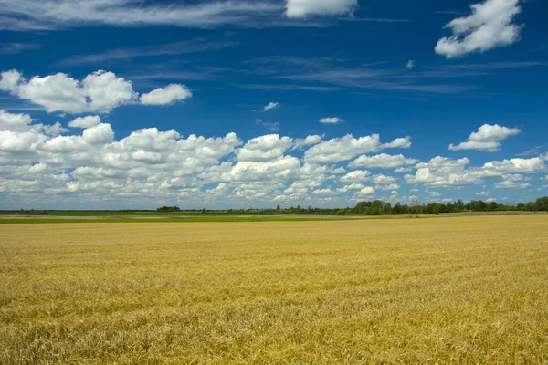 Campo de grano grande y nubes blancas contra un cielo azul — Foto de Stock