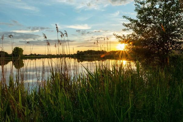緑の葦で湖の上の夕日 — ストック写真