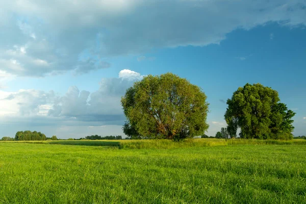 Grandes árboles verdes creciendo en el prado — Foto de Stock